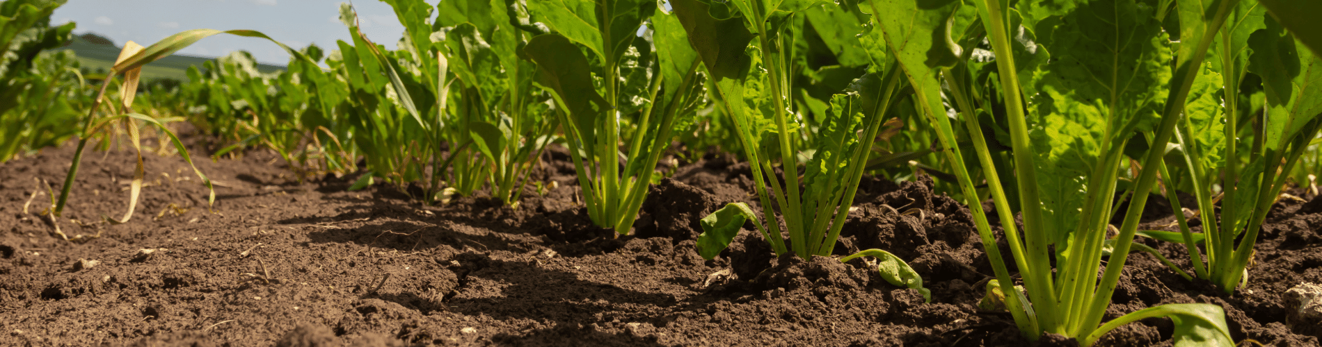 Sugar Beets in field