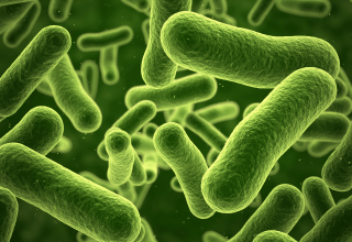 Hydrite Book of Bugs